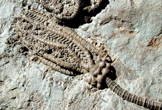 complete crinoid fossil