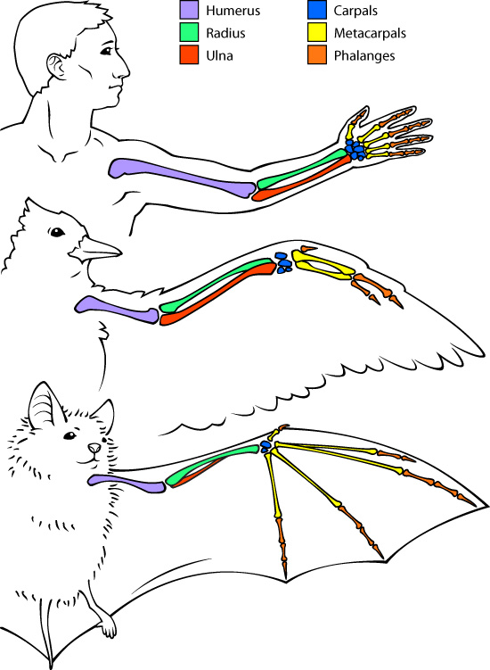 diagram of human arm, bird wing and bat wing
